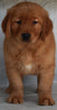 AKC Registered Golden Retriever For Sale Millersburg OH-Nick