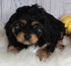 F1B Cavapoo For Sale Sugarcreek OH Female-Monnie
