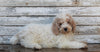 AKC Registered Standerd Poodle For Sale Millersburg OH Male-Teddy