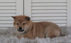 AKC Registered Shiba Inu For Sale Millersburg, OH Male- Rex