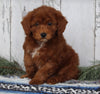 AKC Registered Mini Poodle For Sale Millersburg OH Male-Ranger