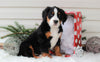 AKC Registered Bernese Mountain Dog For Sale Sugarcreek, OH Female- Noelle