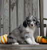 Aussiedoodle For Sale Millersburg OH Female-Keisha MAKE AN OFFER