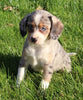 Mini Australian Mix For Sale Sugarcreek OH Female-Gracie