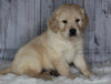 Golden Doodle Mix For Sale Sugarcreek, OH Male- Arnie
