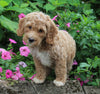 F1BB Mini Labradoodle For Sale Millersburg OH Male-Ernie