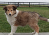Collie (Lassie) For Sale Fredricksberg OH, Betty