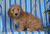 F1BB Mini Labradoodle For Sale Millersburg OH Male-Elmo