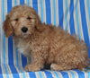 F1BB Mini Labradoodle For Sale Millersburg OH Male-Elmo