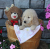 AKC Registered Golden Retriever For Sale Brinkhaven OH Female-Kira