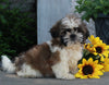 ACA Registered Shih-Tzu For Sale Millerssburg OH Male-Chase