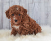 ICA Registered Miniature Poodle For Sale Dundee, OH Female- Masey