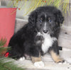 Australian Shepherd For Sale Shreve OH Male-Reeses