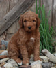 Medium F1BB Goldendoodle For Sale Millersburg OH Male-Dustin