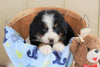 AKC Registered Bernese Mountain Dog For Sale Brinkhaven, OH Male- Rocky