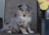 Collie Lassie For Sale Fredericksburg OH Male-Ralph
