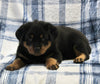 AKC Registered Rottweiler For Sale Shreve OH Female-Bailey