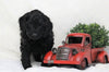 Cockapoo For Sale Millersburg, OH Male- Boomer