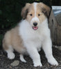 AKC Registered Lassie Collie For Sale Millersburg OH Male-Waylon