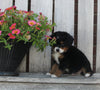 Mini Bernedoodle For Sale Sugarcreek OH Male-Marshel