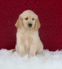 AKC Registered Golden Retriever For Sale Fredericksburg OH Female-Angie