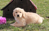AKC Registered Golden Retriever For Sale Fredericksburg, OH Male- Lance