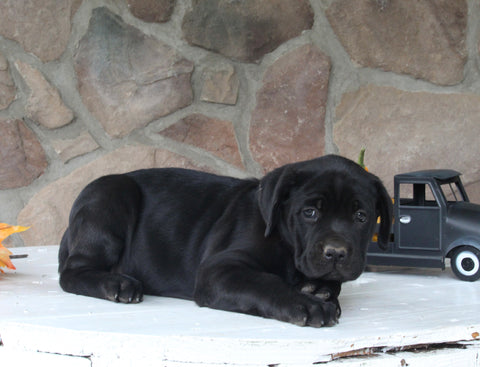 AKC Registered Cane Corso For Sale Wooster OH Female-Doja