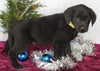 Labrador Retriever Mix For Sale Fredericksburg OH Male-Clifford