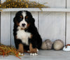 AKC Registered Bernese Mountain Dog For Sale Millersburg OH Male-Bruno