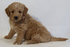 Mini Goldendoodle For Sale Beach City OH Female-Nala