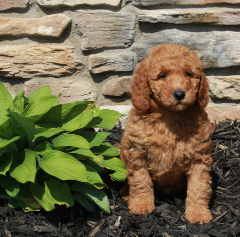 Mini Goldendoodle For Sale Sugarcreek OH Female-Jane