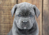 AKC Registered Cane Corso For Sale Wooster, OH Female- Lady