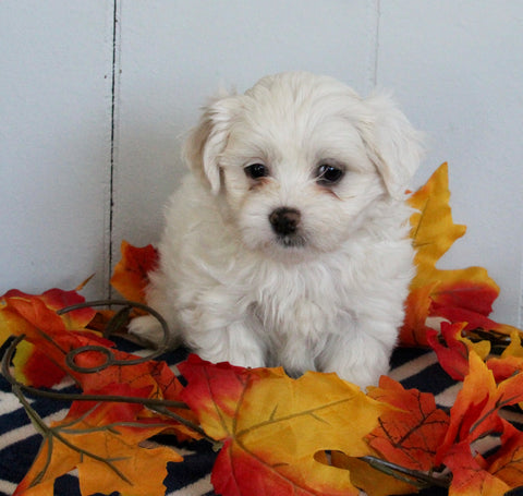 Mal-Shi For Sale Apple Creek OH Female-Cinderella
