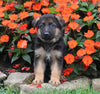 AKC Registered German Shepherd For Sale Millersburg OH Male-Nicholas