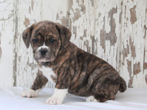 Beabull For Sale Holmesville, OH Male- Winston