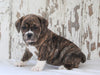 Beabull For Sale Holmesville, OH Male- Winston
