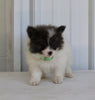 Pomeranian For Sale Fredericksburg OH Male-Diamond