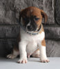 Jack Russel For Sale Millersburg OH Male-Austin