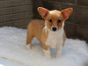 Pembroke Welch Corgi For Sale Millersburg OH Female-Penelope