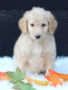 Medium F1B Labradoodle For Sale Millersburg OH Male-Hunter