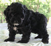 Cockapoo For Sale Dundee For Sale Male-Merlin