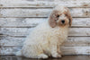 AKC Registered Standerd Poodle For Sale Millersburg OH Male-Teddy