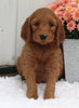Standard Goldendoodle For Sale Shreve OH Male-Rudy