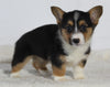 AKC Registered Pembroke Welsh Corgi For Sale Millersburg OH Female-Princess