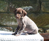 AKC Registered German Shorthaired Pointer For Sale Fredericksburg OH Male-Remington