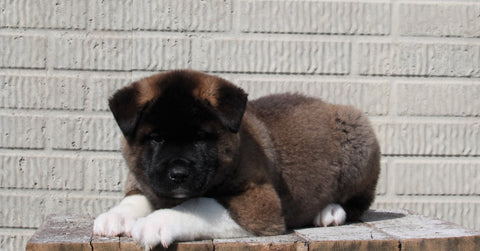 AKC Registered Akita For Sale Millersburg, OH Male- Buster