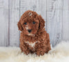 ICA Registered Miniature Poodle For Sale Dundee, OH Female- Masey