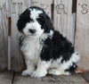 AKC Registered Moyen Poodle For Sale Wooster OH Male- Rex