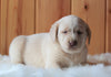 AKC Registered Labrador Retriever For Sale Fredericksburg, OH Female- Addy