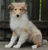 AKC Registered Collie (Lassie) For Sale Fredericksburg, OH Female- Molly